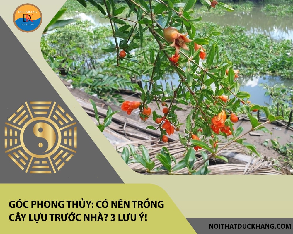 Góc phong thủy: Có nên trồng cây lựu trước nhà? 3 lưu ý! Góc phong thủy: Có nên trồng cây lựu trước nhà? 3 lưu ý!
