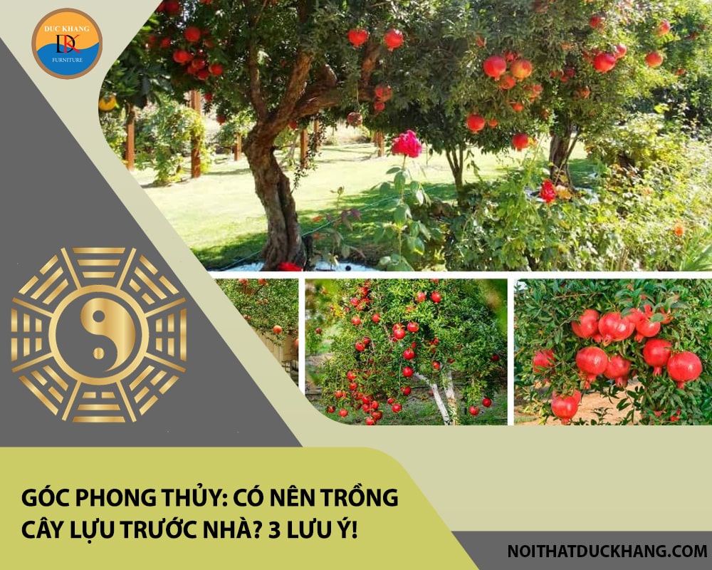Góc phong thủy: Có nên trồng cây lựu trước nhà? 3 lưu ý!