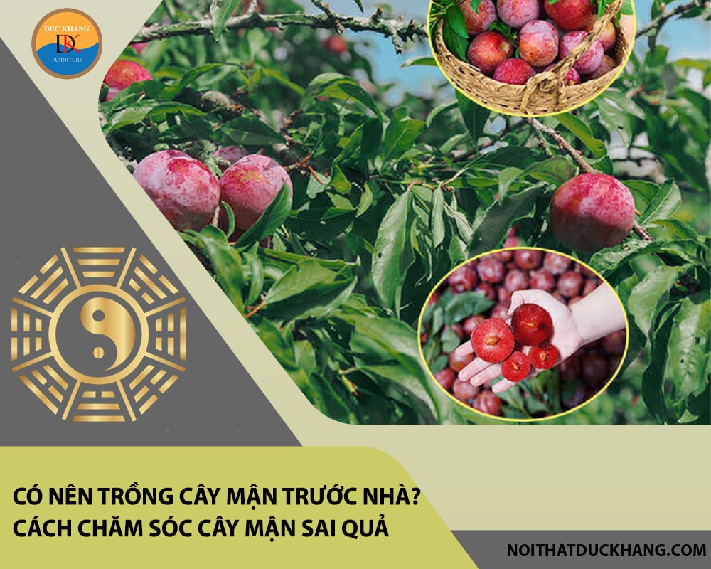 Có nên trồng cây mận trước nhà? Cách chăm sóc cây mận sai quả Có nên trồng cây mận trước nhà? Cách chăm sóc cây mận sai quả