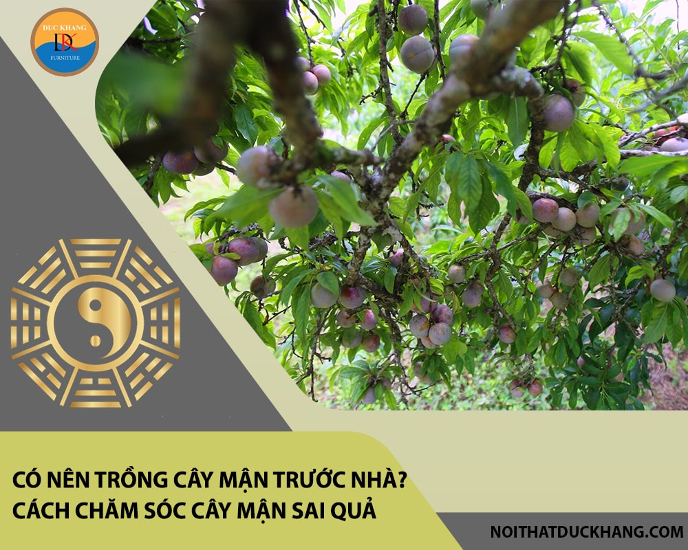 Có nên trồng cây mận trước nhà? Cách chăm sóc cây mận sai quả