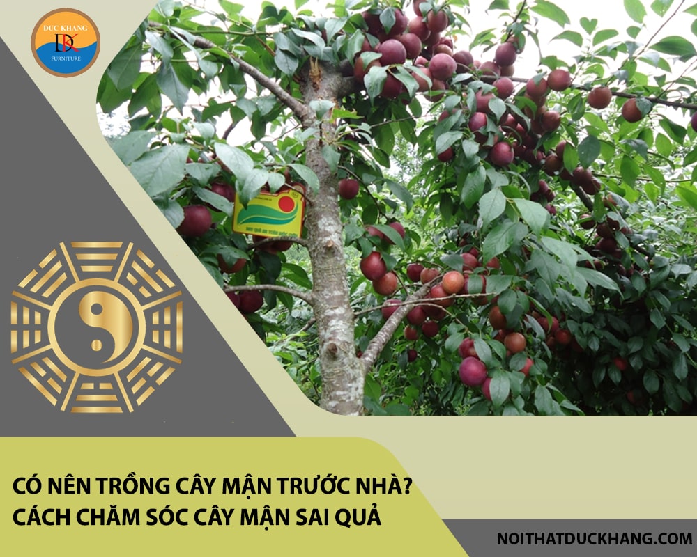 Có nên trồng cây mận trước nhà? Cách chăm sóc cây mận sai quả Có nên trồng cây mận trước nhà? Cách chăm sóc cây mận sai quả