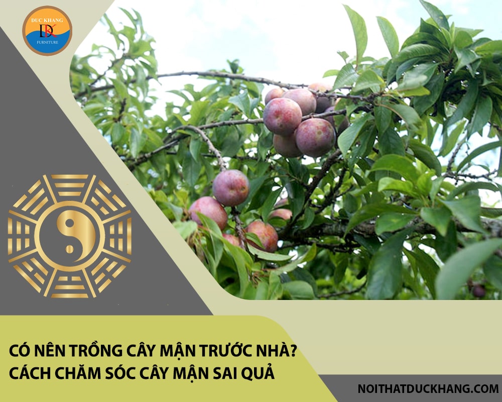 Có nên trồng cây mận trước nhà? Cách chăm sóc cây mận sai quả Có nên trồng cây mận trước nhà? Cách chăm sóc cây mận sai quả