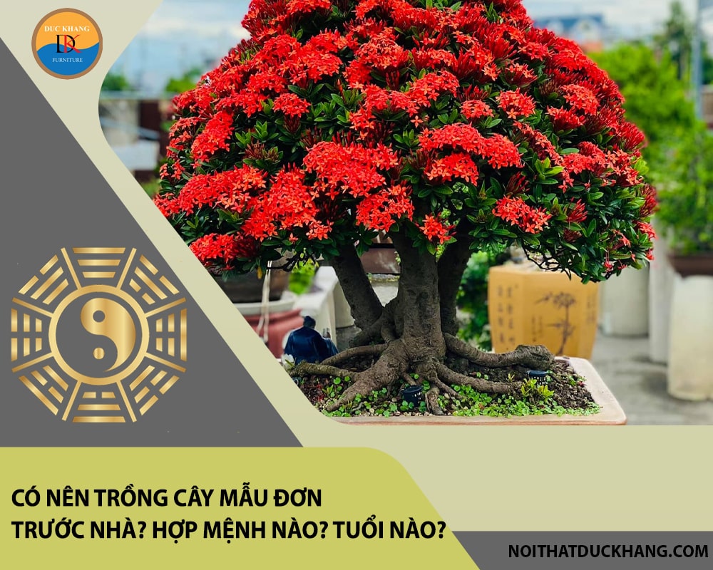 Có nên trồng cây mẫu đơn trước nhà? Hợp mệnh nào? Tuổi nào?