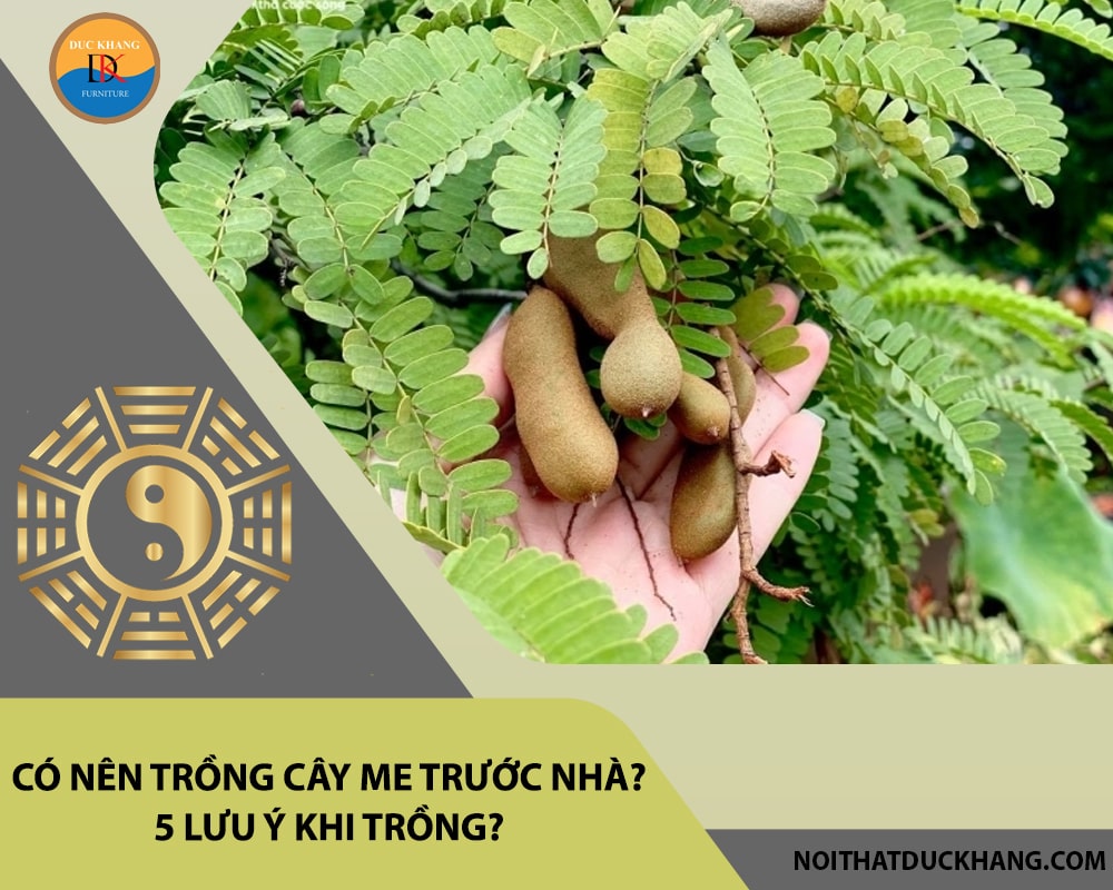 Có nên trồng cây me trước nhà? 5 lưu ý khi trồng?