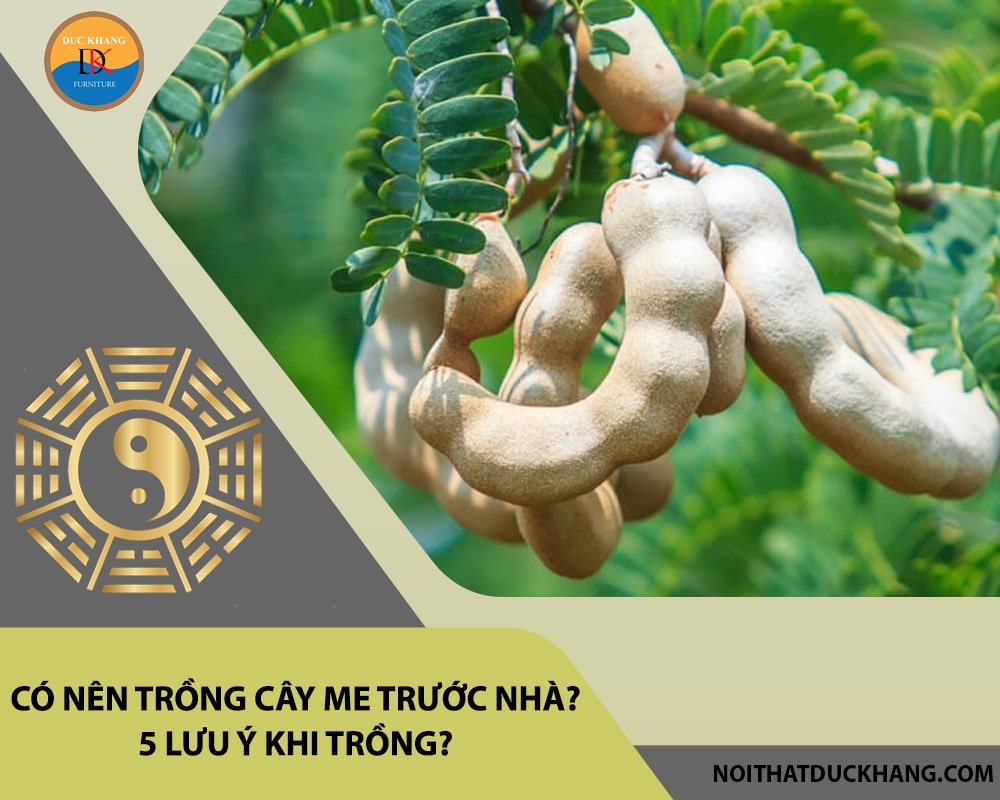 Có nên trồng cây me trước nhà? 5 lưu ý khi trồng?