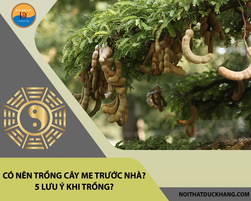 Có nên trồng cây me trước nhà? 5 lưu ý khi trồng?