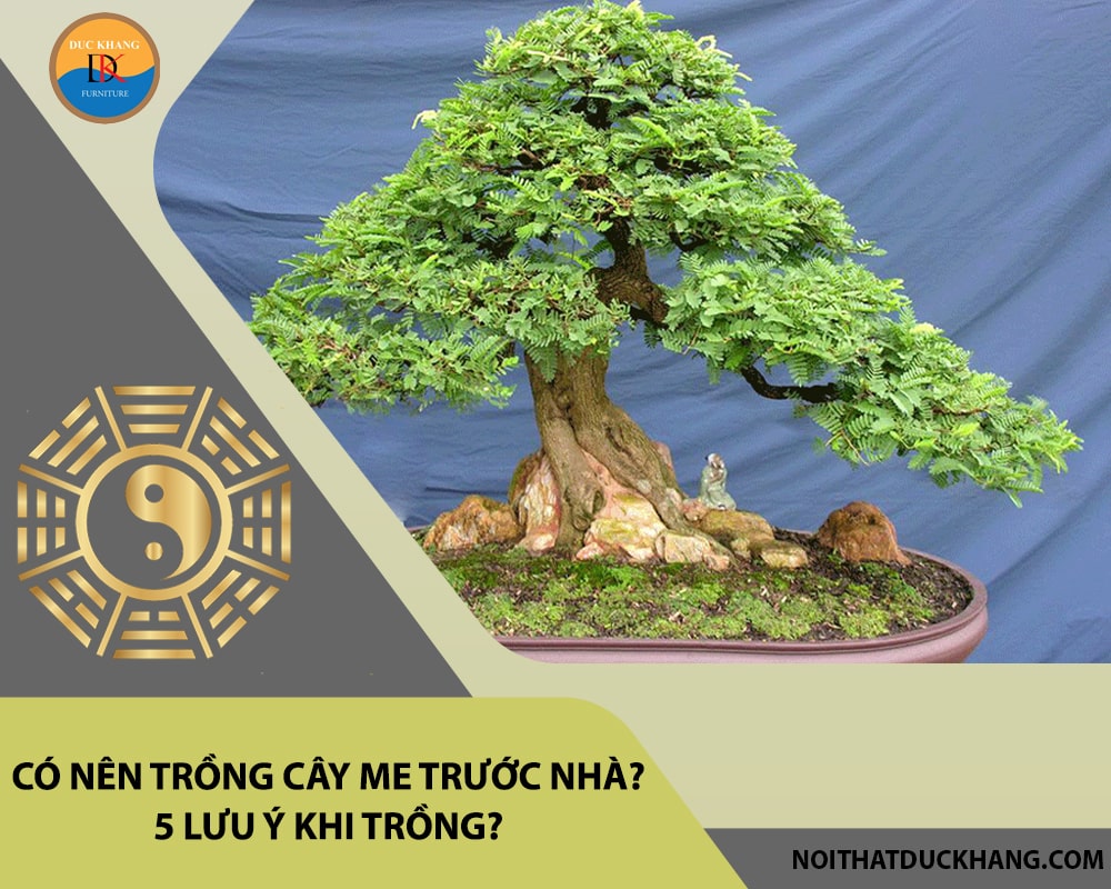 Có nên trồng cây me trước nhà? 5 lưu ý khi trồng?