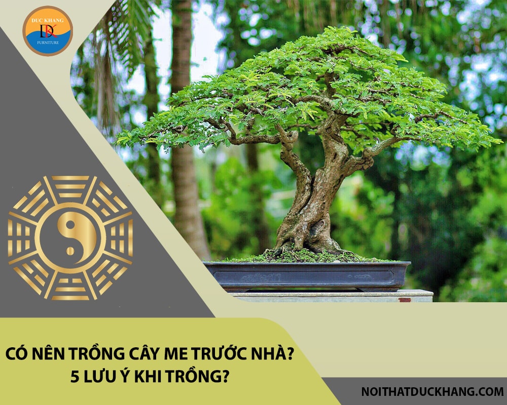 Có nên trồng cây me trước nhà? 5 lưu ý khi trồng?