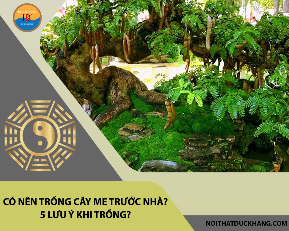 Có nên trồng cây me trước nhà? 5 lưu ý khi trồng?