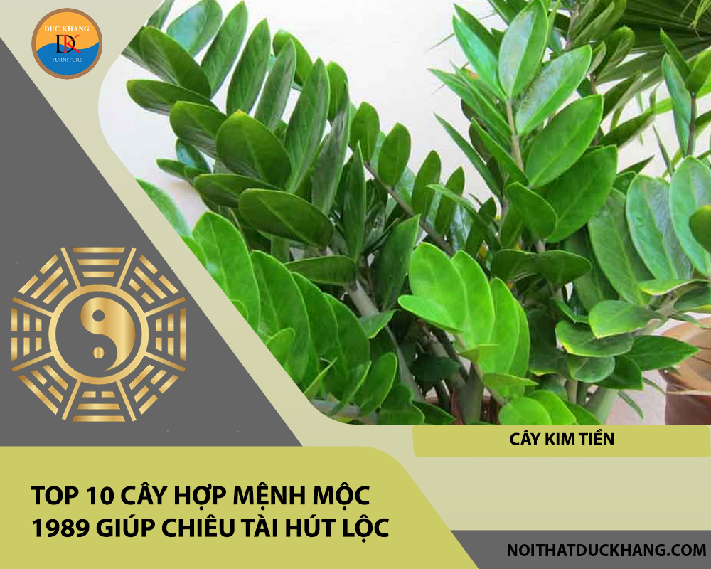 Top 10 cây hợp mệnh Mộc 1989 giúp chiêu tài hút lộc - Cây Kim Tiền Top 10 cây hợp mệnh Mộc 1989 giúp chiêu tài hút lộc - Cây Kim Tiền