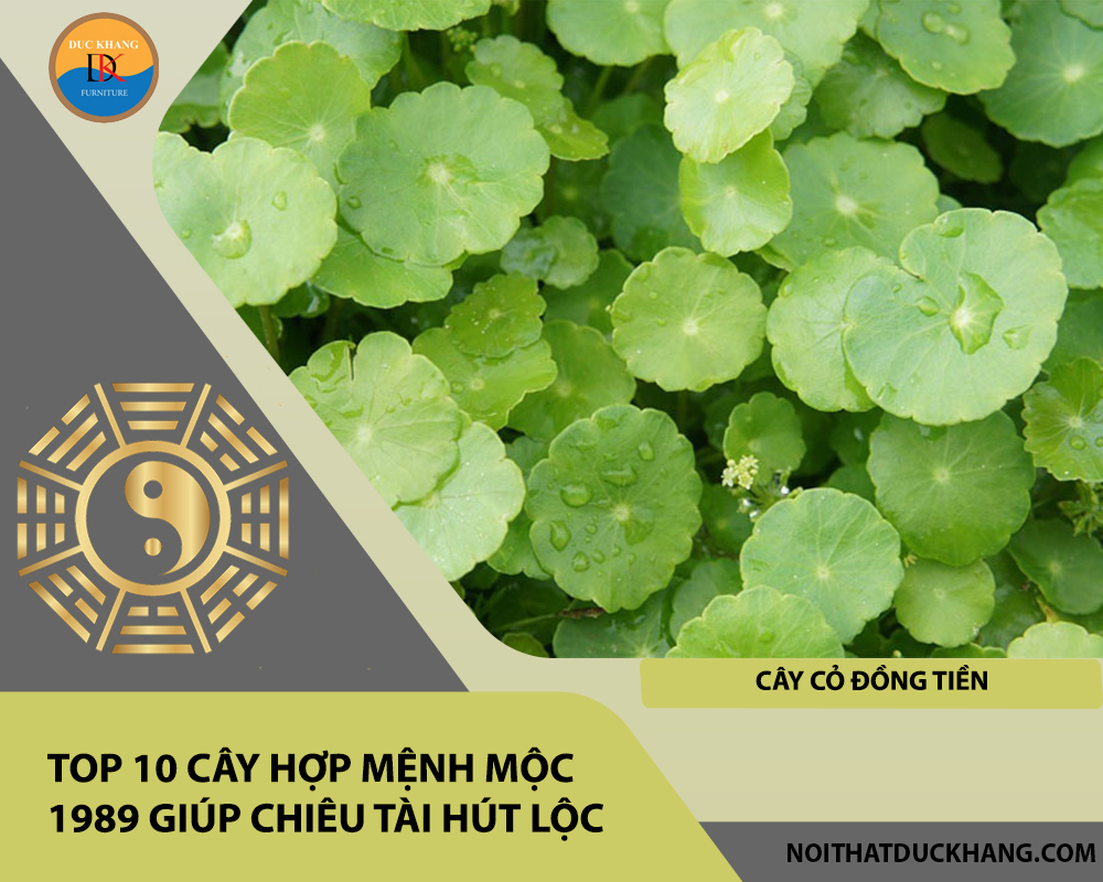 Top 10 cây hợp mệnh Mộc 1989 giúp chiêu tài hút lộc - Cây Cỏ Đồng Tiền Top 10 cây hợp mệnh Mộc 1989 giúp chiêu tài hút lộc - Cây Cỏ Đồng Tiền