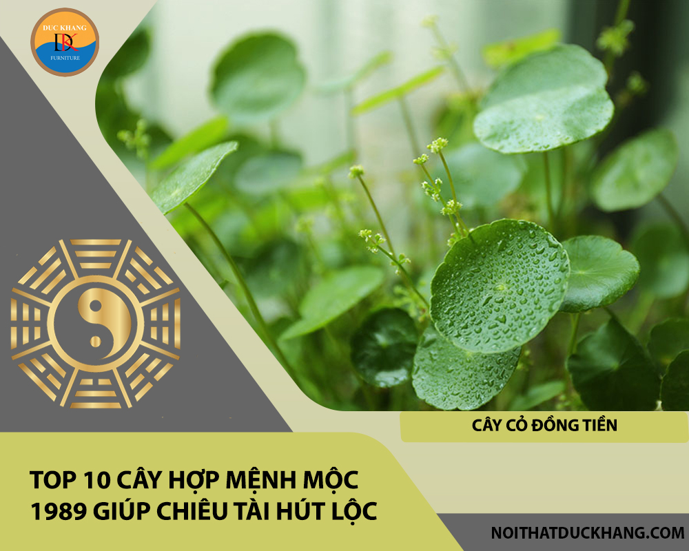 Top 10 cây hợp mệnh Mộc 1989 giúp chiêu tài hút lộc - Cây Cỏ Đồng Tiền Top 10 cây hợp mệnh Mộc 1989 giúp chiêu tài hút lộc - Cây Cỏ Đồng Tiền