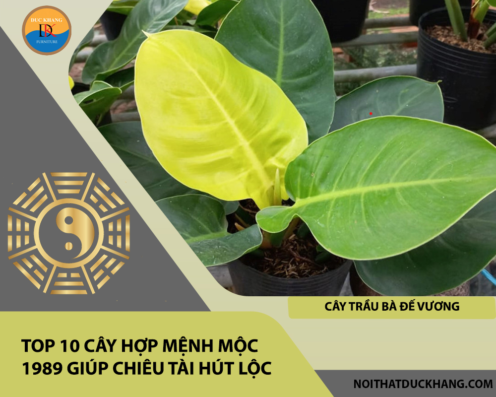 Top 10 cây hợp mệnh Mộc 1989 giúp chiêu tài hút lộc - Cây Trầu Bà Đế Vương Top 10 cây hợp mệnh Mộc 1989 giúp chiêu tài hút lộc - Cây Trầu Bà Đế Vương
