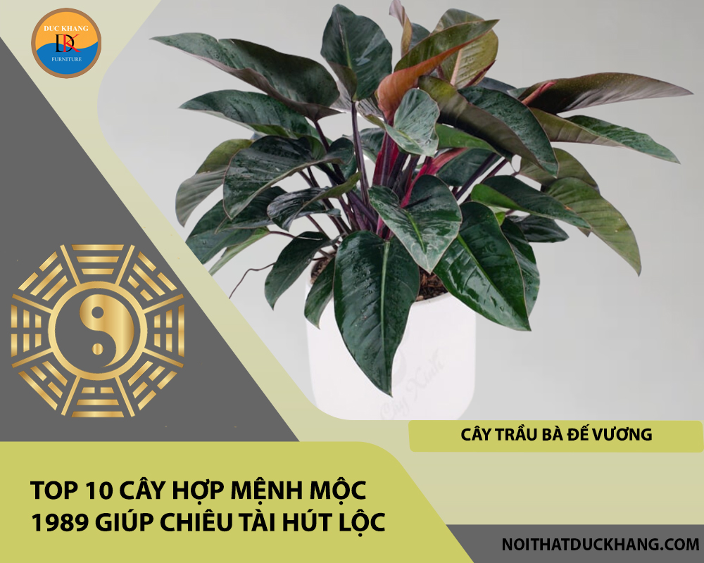 Top 10 cây hợp mệnh Mộc 1989 giúp chiêu tài hút lộc - Cây Trầu Bà Đế Vương Top 10 cây hợp mệnh Mộc 1989 giúp chiêu tài hút lộc - Cây Trầu Bà Đế Vương