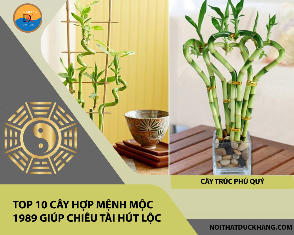 Top 10 cây hợp mệnh Mộc 1989 giúp chiêu tài hút lộc - Cây trúc phú quý Top 10 cây hợp mệnh Mộc 1989 giúp chiêu tài hút lộc - Cây trúc phú quý