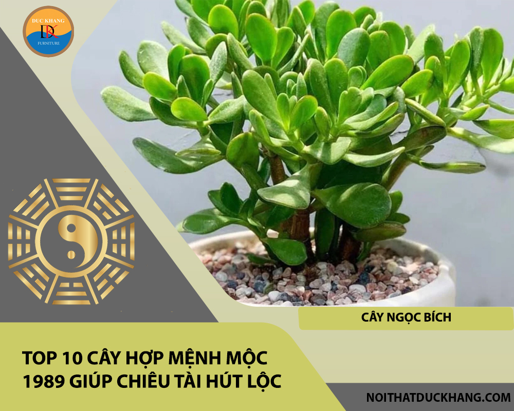 Top 10 cây hợp mệnh Mộc 1989 giúp chiêu tài hút lộc - Cây Ngọc Bích Top 10 cây hợp mệnh Mộc 1989 giúp chiêu tài hút lộc - Cây Ngọc Bích