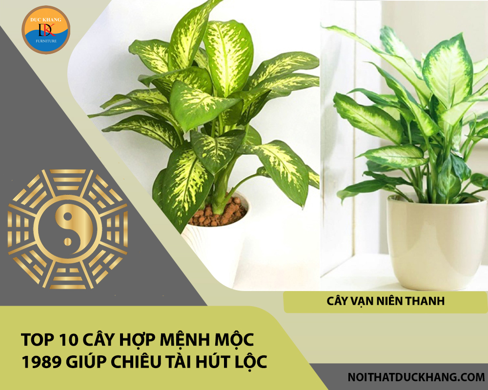 Top 10 cây hợp mệnh Mộc 1989 giúp chiêu tài hút lộc - Cây Vạn Niên Thanh Top 10 cây hợp mệnh Mộc 1989 giúp chiêu tài hút lộc - Cây Vạn Niên Thanh