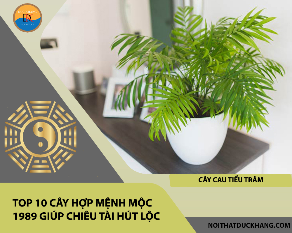 Top 10 cây hợp mệnh Mộc 1989 giúp chiêu tài hút lộc - Cây cau tiểu trâm Top 10 cây hợp mệnh Mộc 1989 giúp chiêu tài hút lộc - Cây cau tiểu trâm