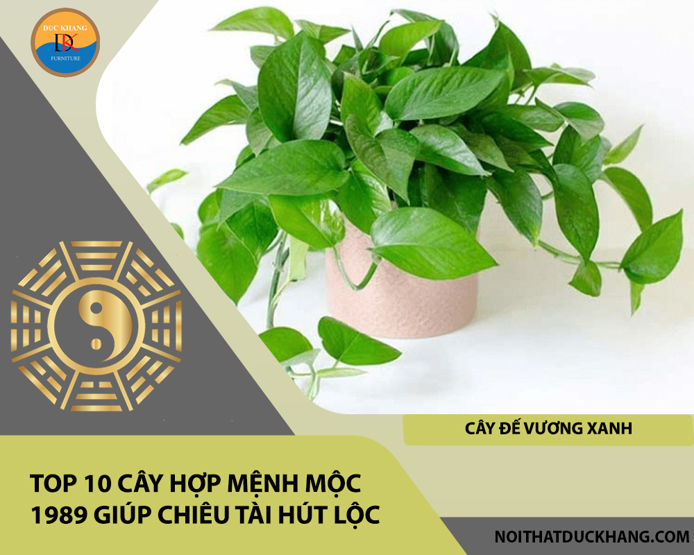 Top 10 cây hợp mệnh Mộc 1989 giúp chiêu tài hút lộc - Cây Đế Vương Xanh Top 10 cây hợp mệnh Mộc 1989 giúp chiêu tài hút lộc - Cây Đế Vương Xanh
