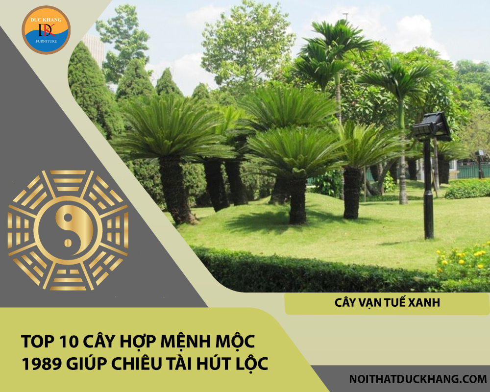 Top 10 cây hợp mệnh Mộc 1989 giúp chiêu tài hút lộc - Cây Vạn Tuế Xanh Top 10 cây hợp mệnh Mộc 1989 giúp chiêu tài hút lộc - Cây Vạn Tuế Xanh