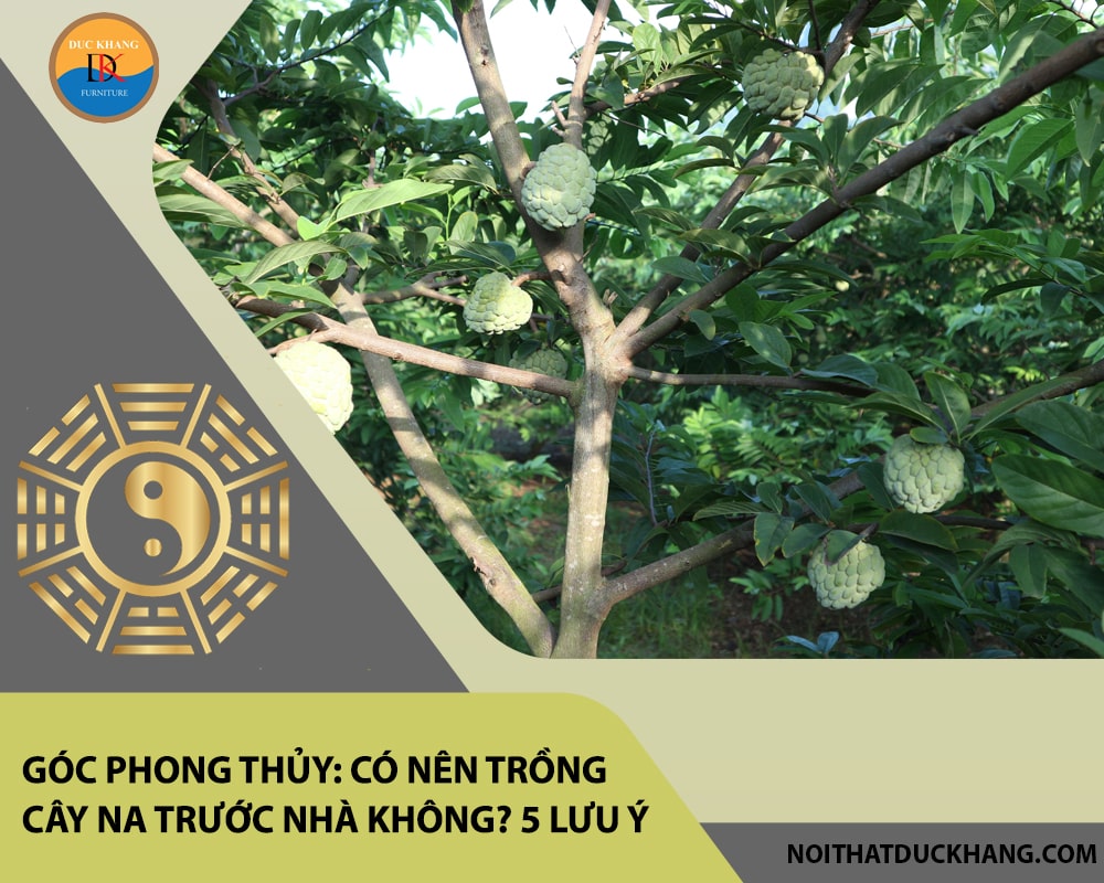 Góc phong thủy: Có nên trồng cây na trước nhà không? 5 lưu ý