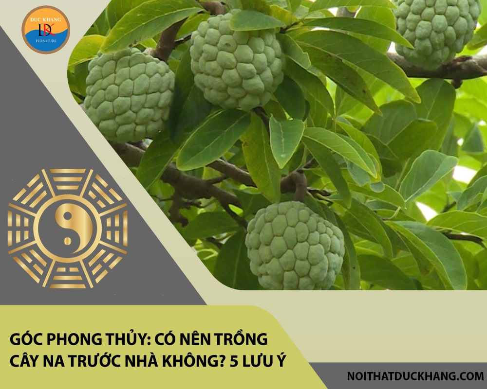 Góc phong thủy: Có nên trồng cây na trước nhà không? 5 lưu ý