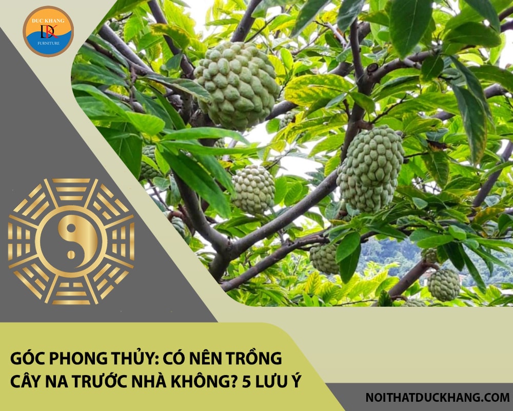Góc phong thủy: Có nên trồng cây na trước nhà không? 5 lưu ý