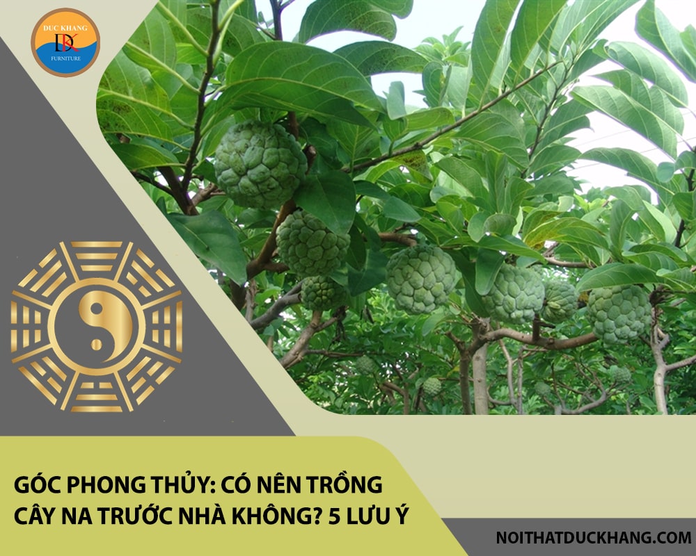 Góc phong thủy: Có nên trồng cây na trước nhà không? 5 lưu ý