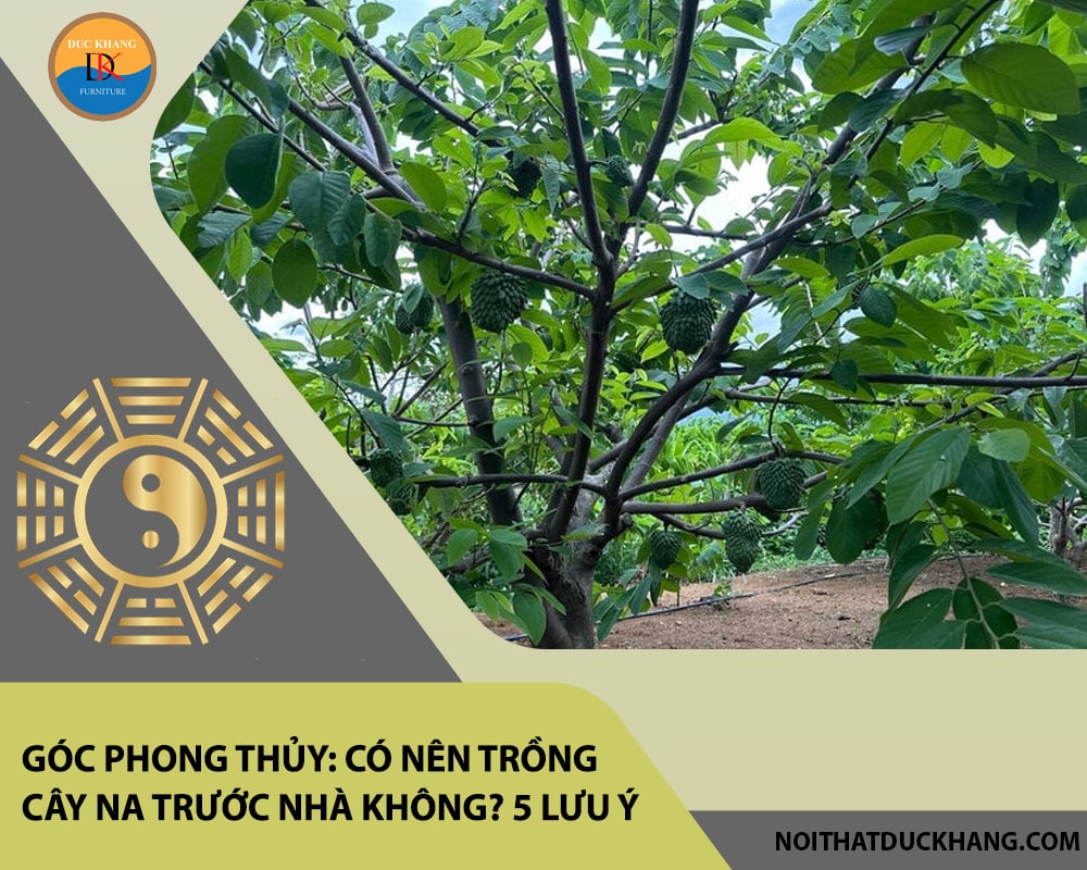 Góc phong thủy: Có nên trồng cây na trước nhà không? 5 lưu ý