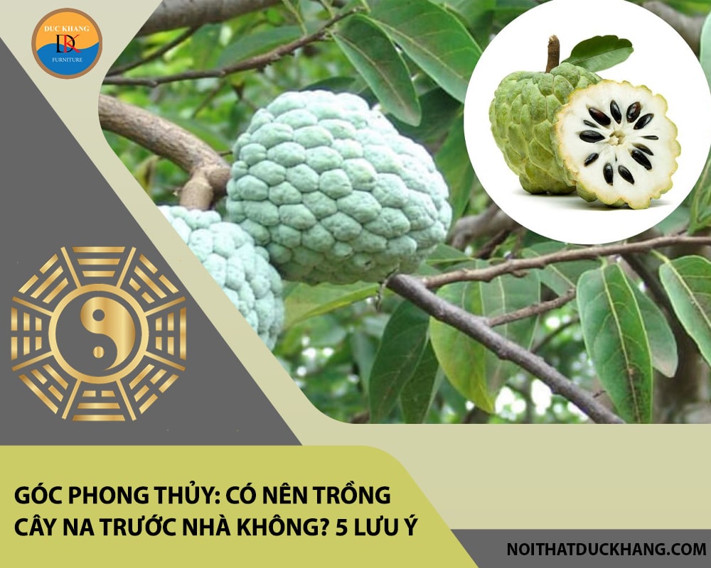 Góc phong thủy: Có nên trồng cây na trước nhà không? 5 lưu ý