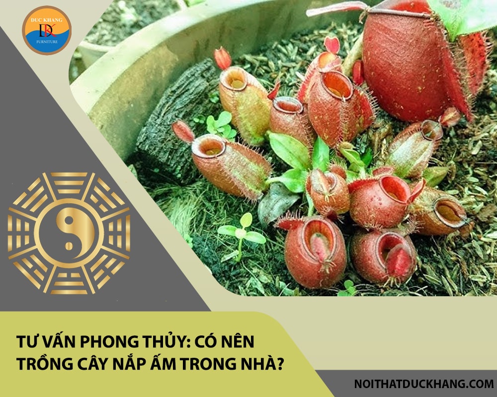 Tư vấn phong thủy: Có nên trồng cây nắp ấm trong nhà?