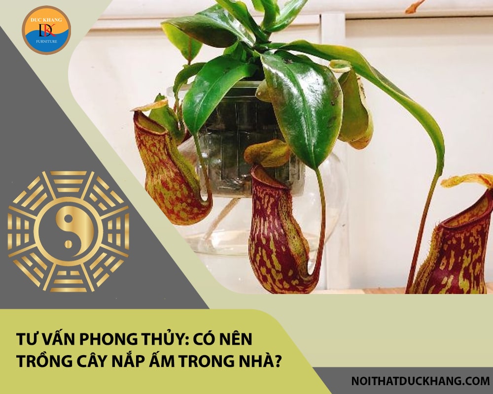 Tư vấn phong thủy: Có nên trồng cây nắp ấm trong nhà?