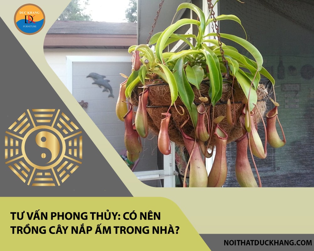 Tư vấn phong thủy: Có nên trồng cây nắp ấm trong nhà?