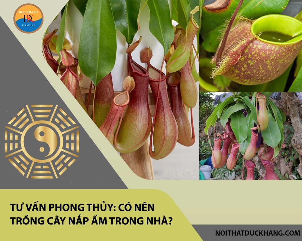 Tư vấn phong thủy: Có nên trồng cây nắp ấm trong nhà?