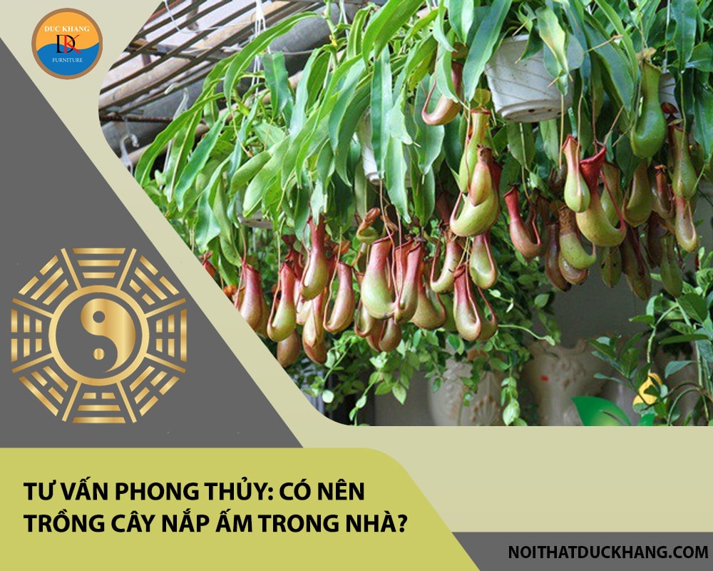 Tư vấn phong thủy: Có nên trồng cây nắp ấm trong nhà?