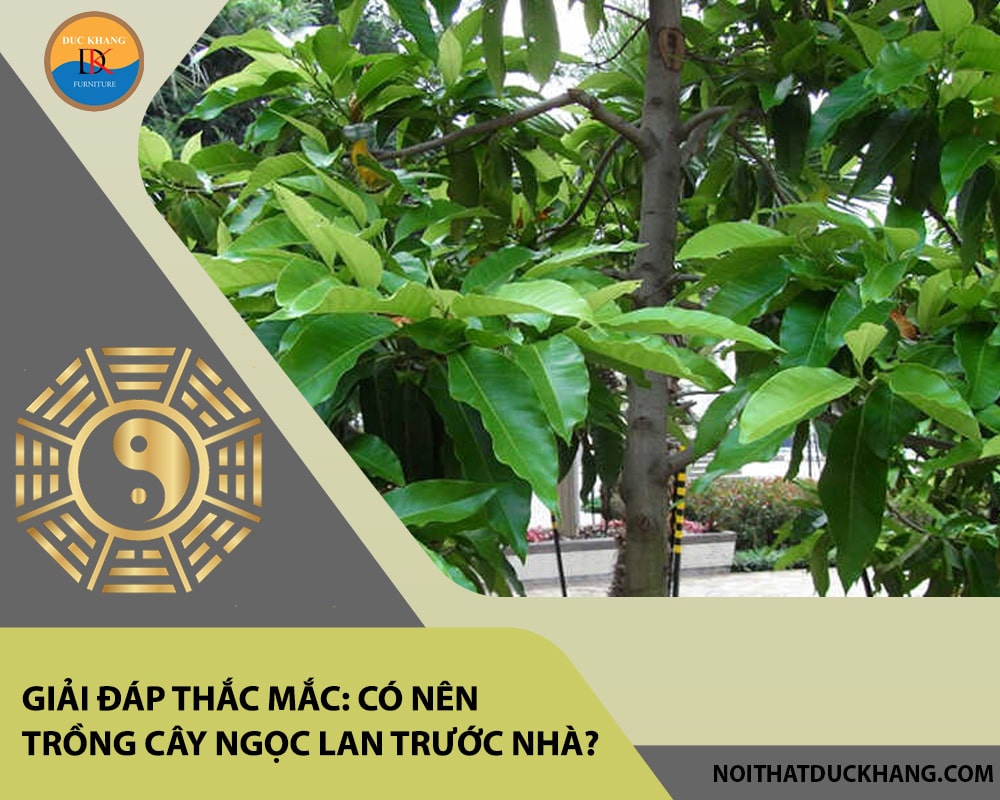 Giải đáp thắc mắc: Có nên trồng cây ngọc lan trước nhà? Giải đáp thắc mắc: Có nên trồng cây ngọc lan trước nhà?