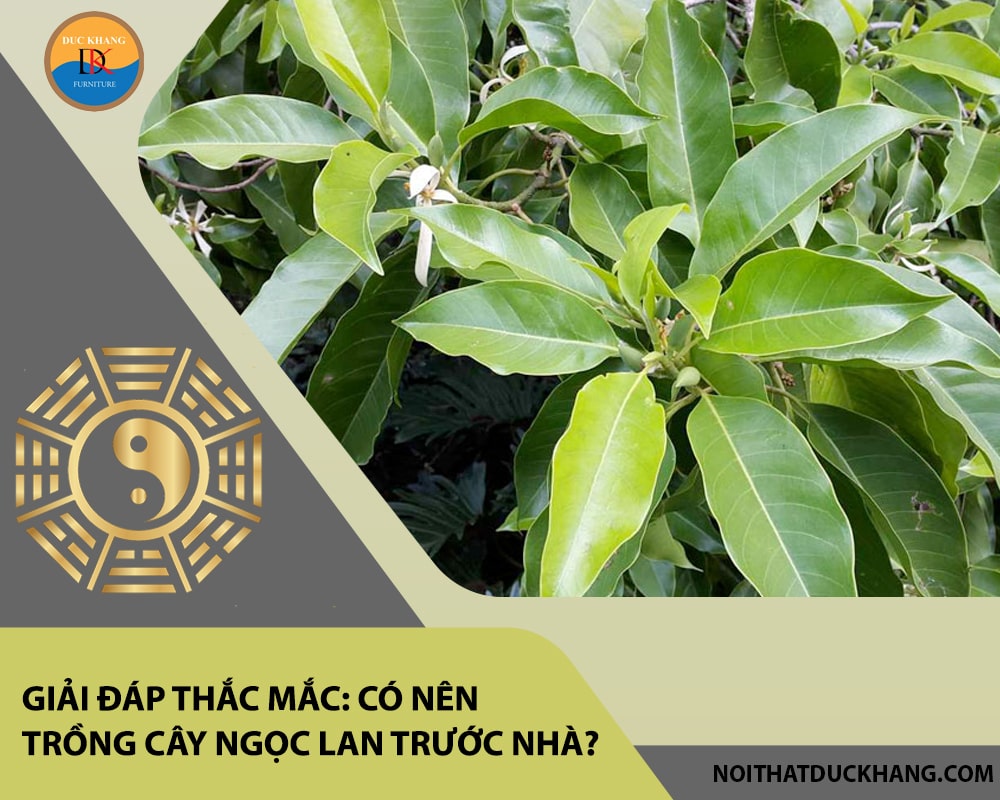 Giải đáp thắc mắc: Có nên trồng cây ngọc lan trước nhà? Giải đáp thắc mắc: Có nên trồng cây ngọc lan trước nhà?