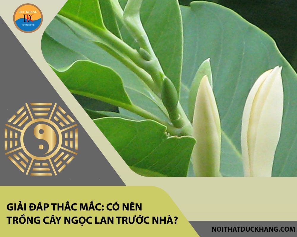 Giải đáp thắc mắc: Có nên trồng cây ngọc lan trước nhà? Giải đáp thắc mắc: Có nên trồng cây ngọc lan trước nhà?