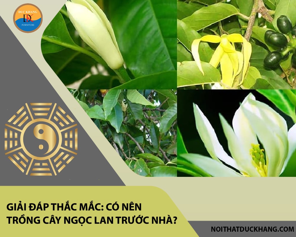 Giải đáp thắc mắc: Có nên trồng cây ngọc lan trước nhà? Giải đáp thắc mắc: Có nên trồng cây ngọc lan trước nhà?