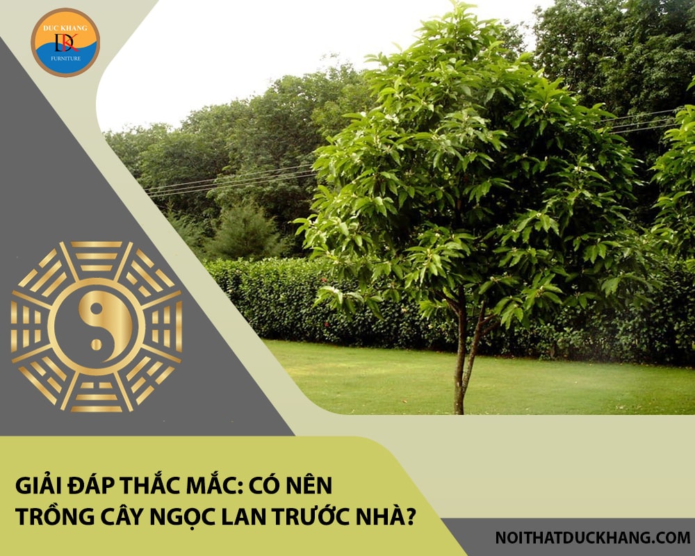Giải đáp thắc mắc: Có nên trồng cây ngọc lan trước nhà?