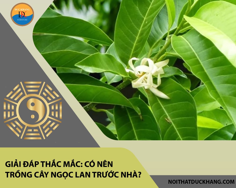 Giải đáp thắc mắc: Có nên trồng cây ngọc lan trước nhà? Giải đáp thắc mắc: Có nên trồng cây ngọc lan trước nhà?