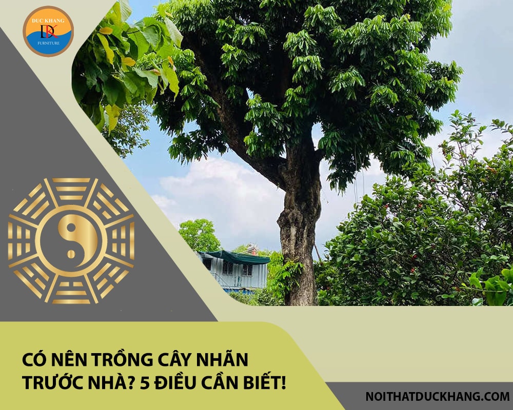 Có nên trồng cây nhãn trước nhà? 5 điều cần biết! Có nên trồng cây nhãn trước nhà? 5 điều cần biết!