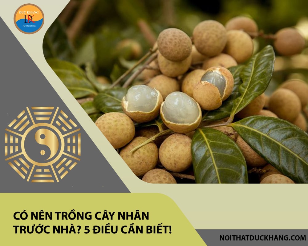 Có nên trồng cây nhãn trước nhà? 5 điều cần biết! Có nên trồng cây nhãn trước nhà? 5 điều cần biết!
