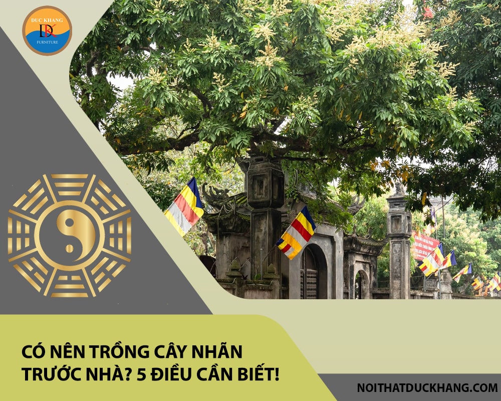 Có nên trồng cây nhãn trước nhà? 5 điều cần biết! Có nên trồng cây nhãn trước nhà? 5 điều cần biết!