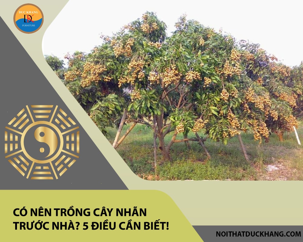 Có nên trồng cây nhãn trước nhà? 5 điều cần biết! Có nên trồng cây nhãn trước nhà? 5 điều cần biết!