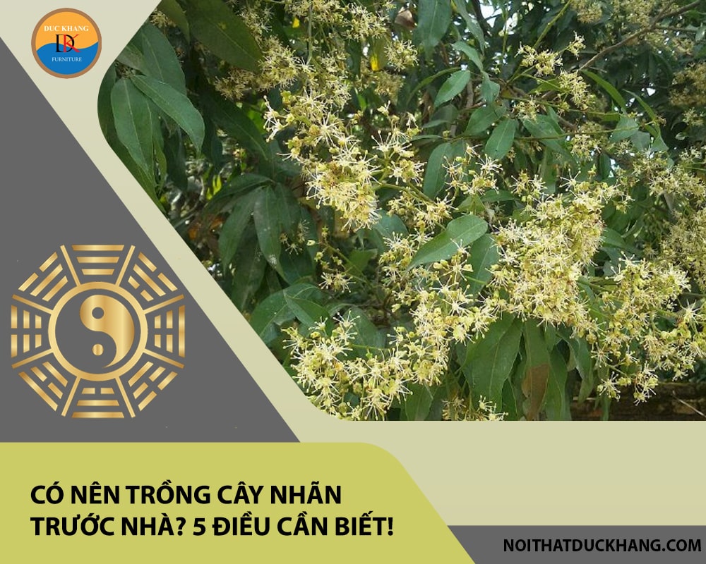 Có nên trồng cây nhãn trước nhà? 5 điều cần biết! Có nên trồng cây nhãn trước nhà? 5 điều cần biết!
