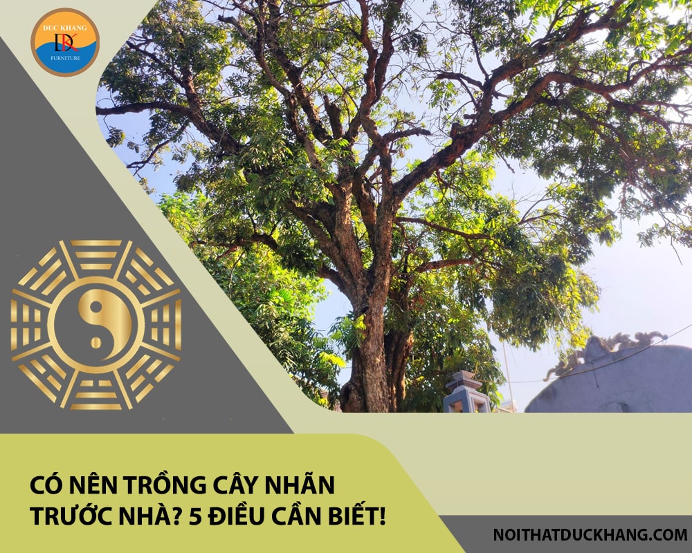 Có nên trồng cây nhãn trước nhà? 5 điều cần biết!