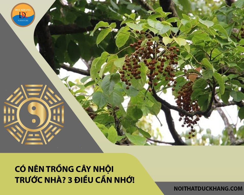Có nên trồng cây nhội trước nhà? 3 điều cần nhớ!
