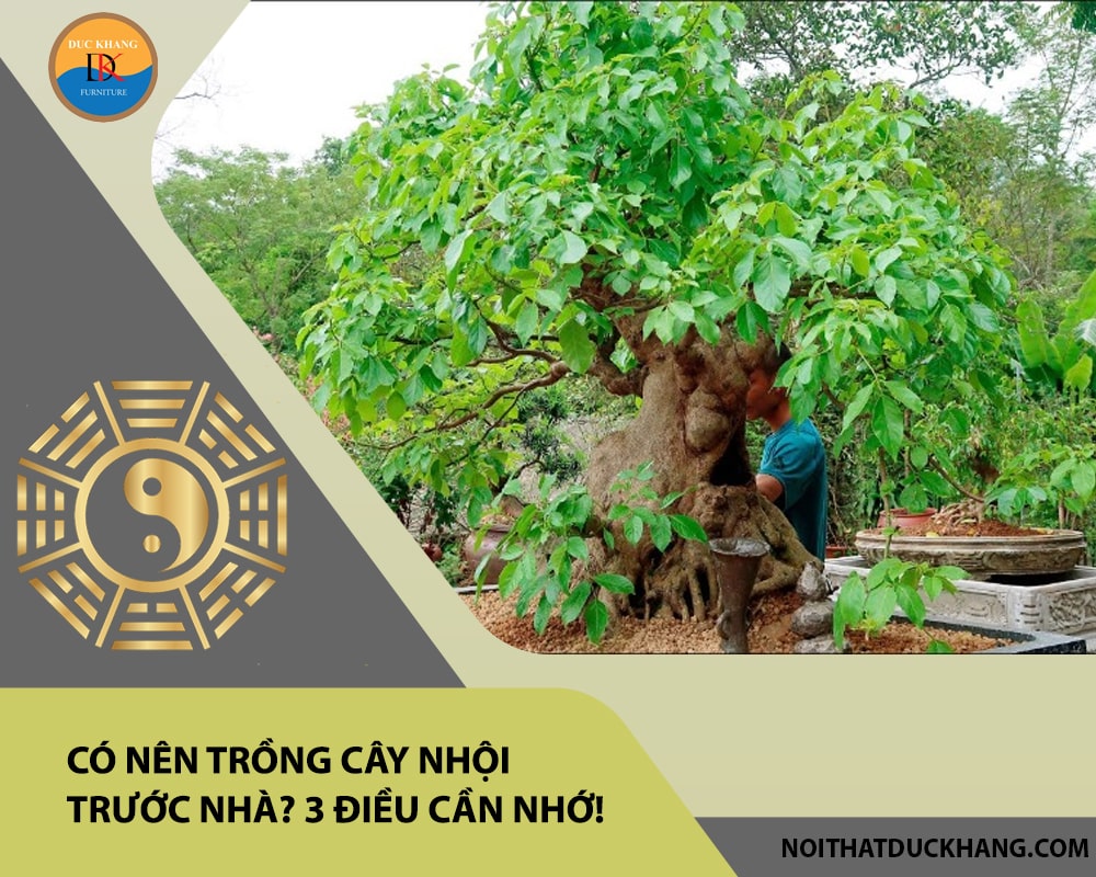 Có nên trồng cây nhội trước nhà? 3 điều cần nhớ!