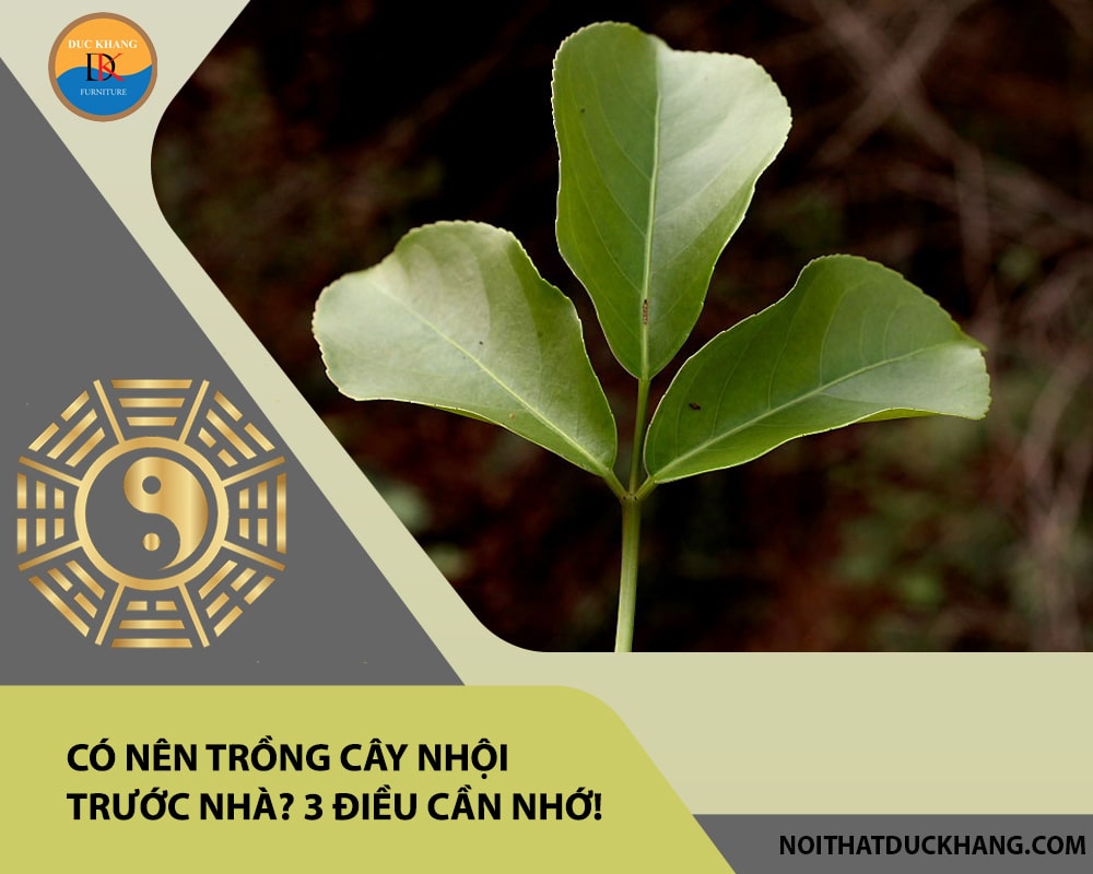 Có nên trồng cây nhội trước nhà? 3 điều cần nhớ!